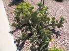 cactus009_small.jpg