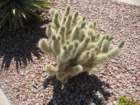 cactus010_small.jpg