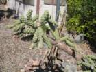 cactus011_small.jpg
