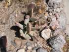 cactus012_small.jpg