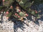 cactus013_small.jpg