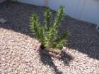 cactus014_small.jpg