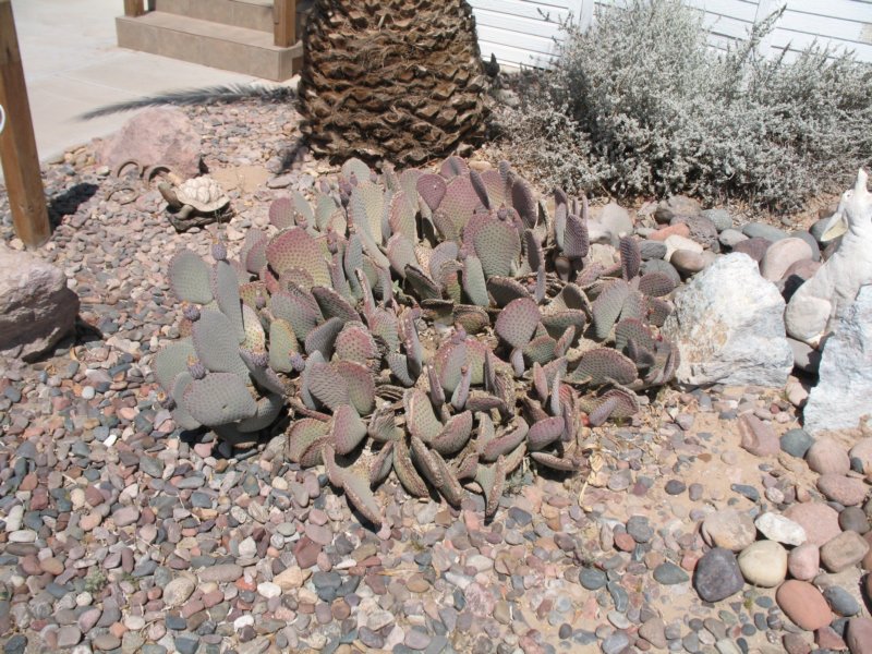 cactus015.jpg