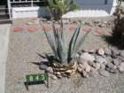 cactus016_small.jpg