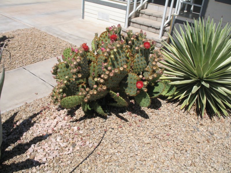 cactus017.jpg