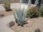 cactus018_small.jpg