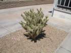 cactus019_small.jpg