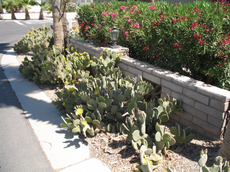 cactus021.jpg
