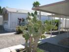 cactus022_small.jpg