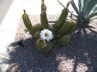 cactus023_small.jpg