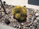cactus026_small.jpg