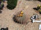 cactus027_small.jpg