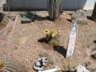 cactus028_small.jpg