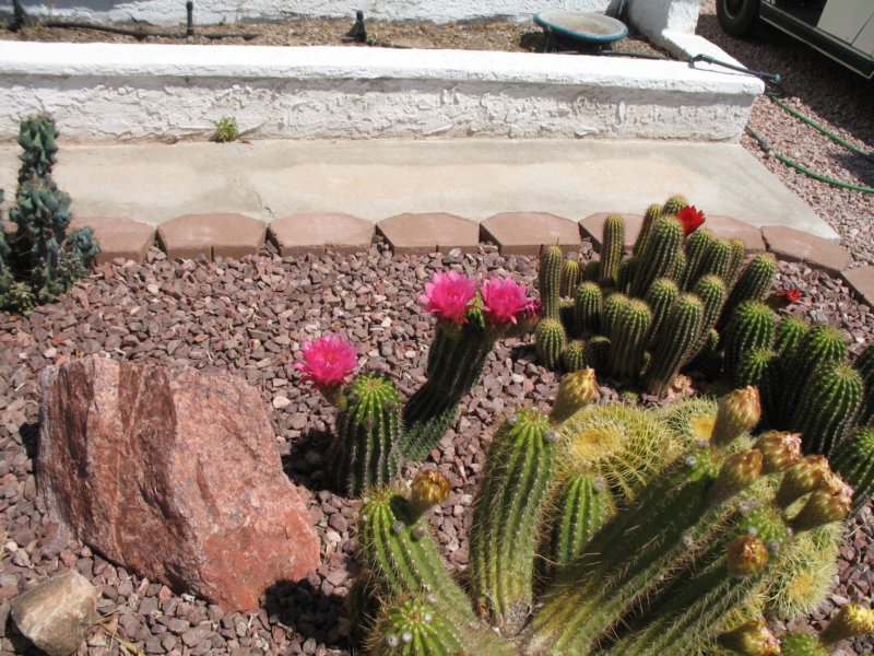 cactus029.jpg