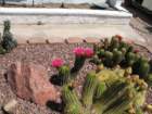 cactus029_small.jpg