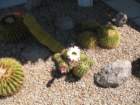cactus031_small.jpg