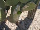 cactus033_small.jpg