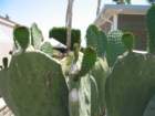 cactus034_small.jpg