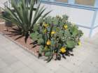 cactus035_small.jpg