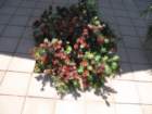 cactus037_small.jpg