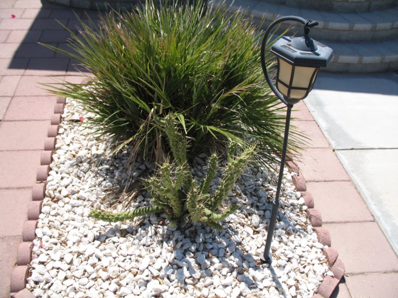 cactus039.jpg