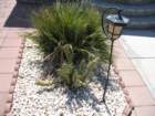cactus039_small.jpg