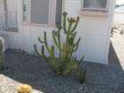 cactus040_small.jpg