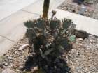 cactus041_small.jpg