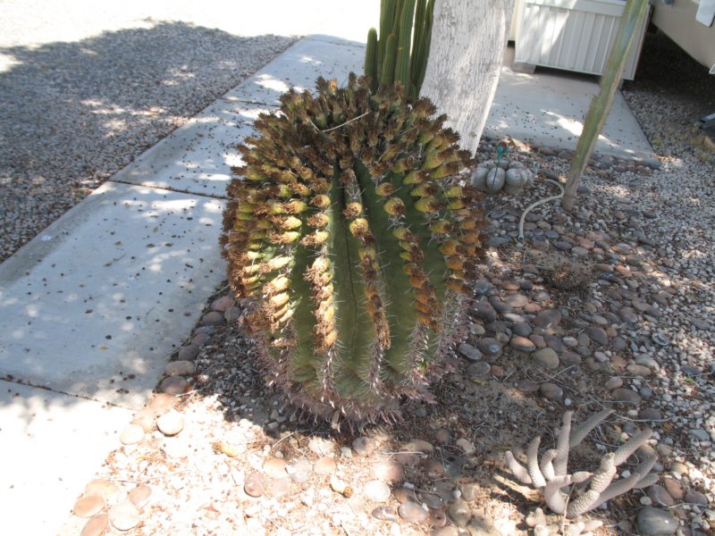 cactus042.jpg