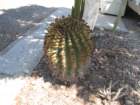 cactus042_small.jpg
