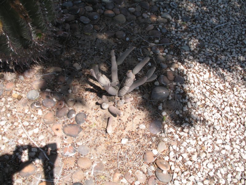 cactus043.jpg
