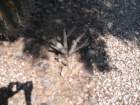 cactus043_small.jpg