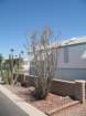 cactus048_small.jpg