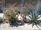 cactus049_small.jpg