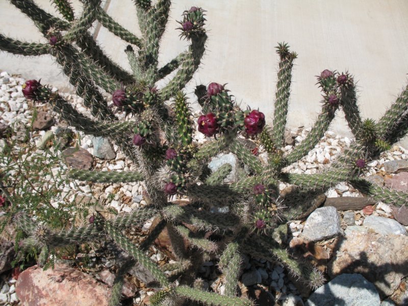 cactus050.jpg